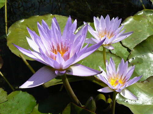 Purple water lilies blooming among lily pads